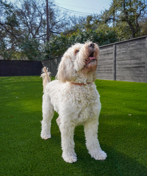 Pet-Friendly-Turf Pet-Friendly-Turf