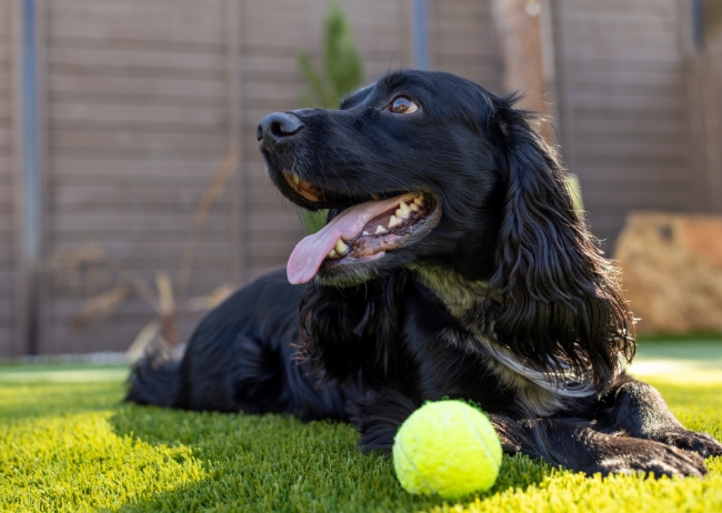 Pets-bg Pets-bg